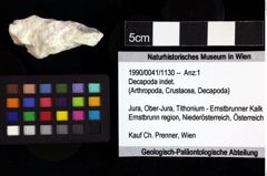 Foto (Objket + Etiketten) von Decapoda indet. 